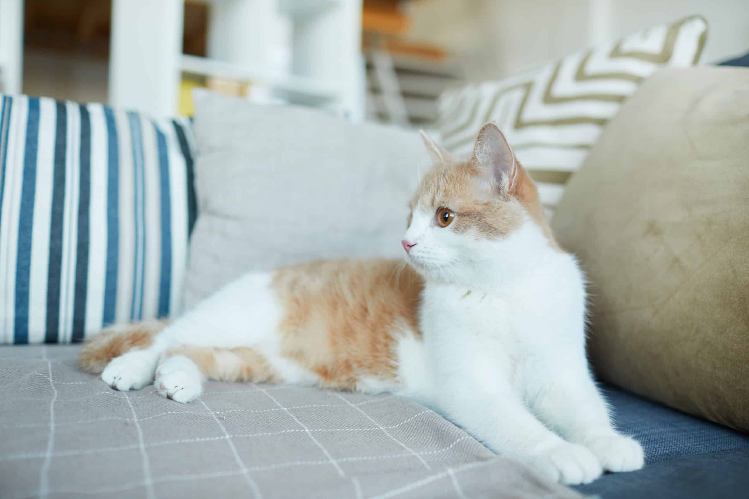 Domestic cat at home